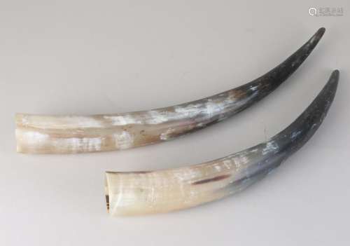 Twice buffalo horn. 20th century. Dimensions: 45 - 50