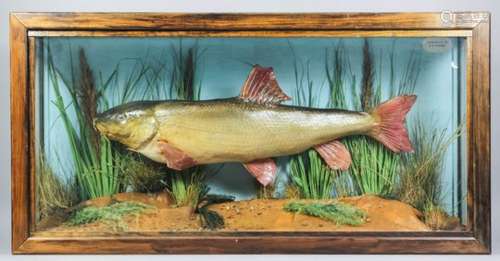 A 19th Century taxidermy study of a Barbel (Barbus barbus), contained in stained wood and glazed