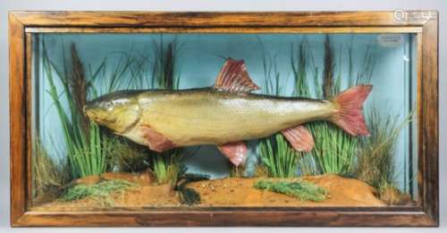 A 19th Century taxidermy study of a Barbel (Barbus barbus), contained in stained wood and glazed