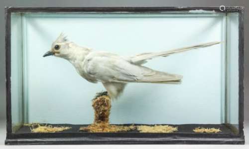 A cased taxidermy study - The Great Spotted Cuckoo (female), 17.5ins x 7.75ins x 10ins high