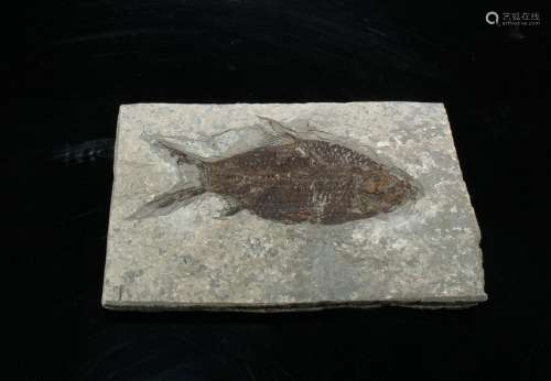 A Fish Fossil Rock
