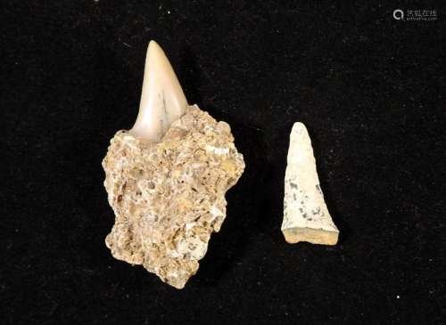 Ensemble de deux dents de requins fossiles dont un…