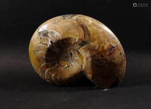 Goniatite.Parent des ammonites.Env 380 millions d’…