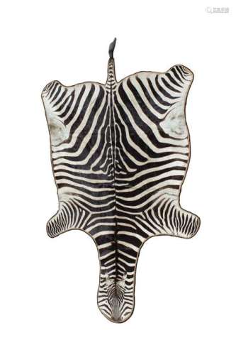 A Zebra Skin Rug 20TH CENTURY Length 116 inches.
