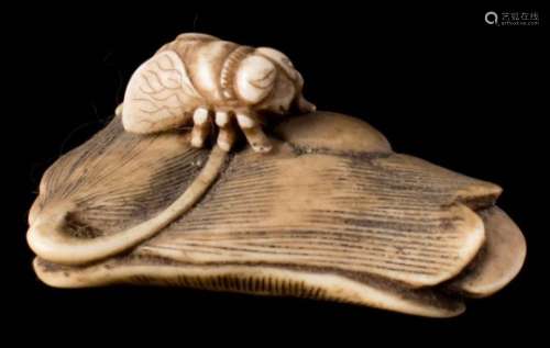 A Japanese carved ivory netsuke: depicting a bee seated on a gourd leaf, unsigned, 5cm. long.