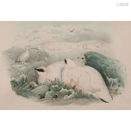 Gould, Richter, and Wolf Avian Lithographs, Plus