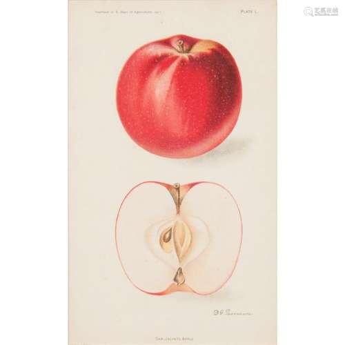 Fruit Prints from The Yearbook U.S. Department of