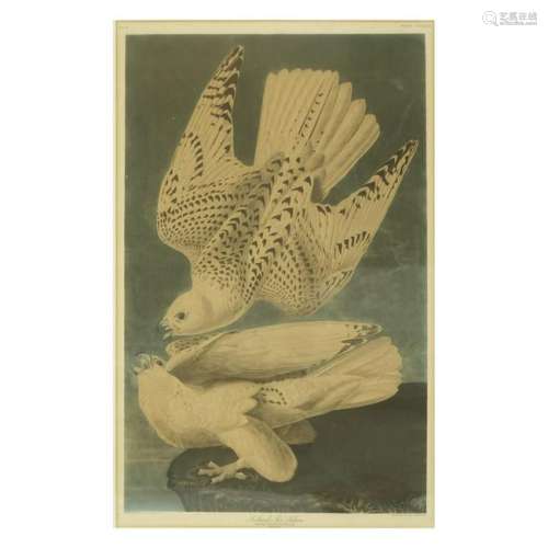 Falcons Engraved Framed Print J. J. Audubon