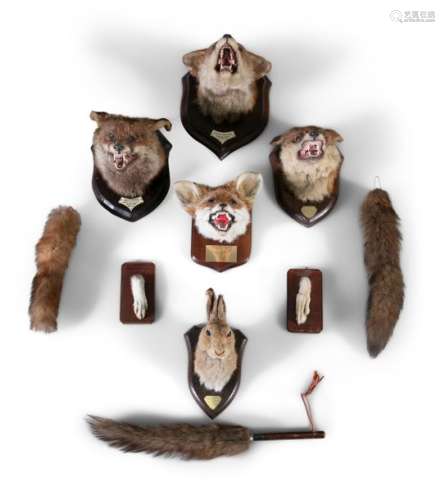 TAXIDERMYA COLLECTION OF TROPHIES, comprising of f…