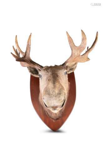 TAXIDERMYA MOOSE HEAD AND ANTLER TROPHY, mounted o…