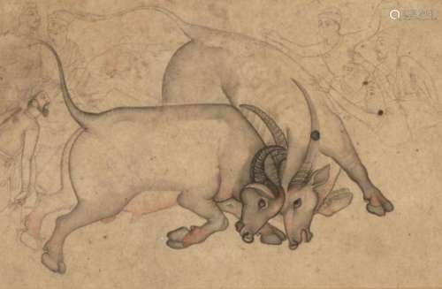 Two bulls in combat, North India, 19th century, ink and opaque pigments on paper, the two bulls with