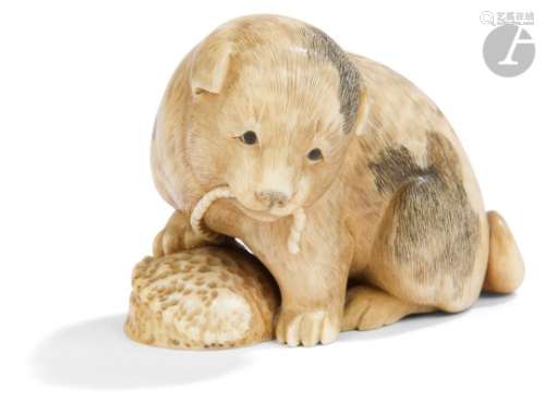 JAPON - Époque MEIJI (1868 - 1912) Netsuke en ivoire, chiot assis, la patte droite posée sur un