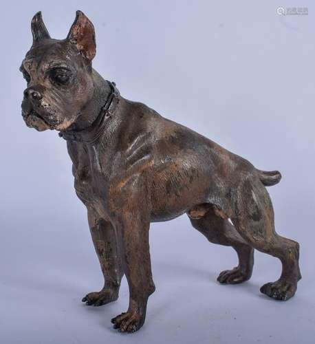 A COLD PAINTED BRONZE FIGURE OF A BOXER DOG, modelled