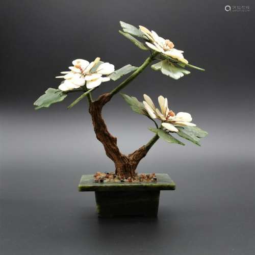 Chinese spinach jade tree with shell and pink coral