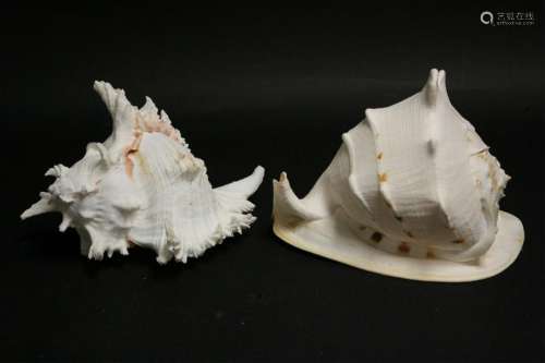 Helmet and Murex Seashells