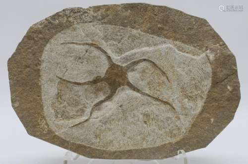 Possibly Starfish Fossil