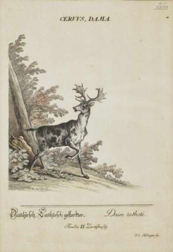 Johann Elias RidingerRupicapra - Alce - Dama spadiceus - Cervus Dama Four coloured copper engravings