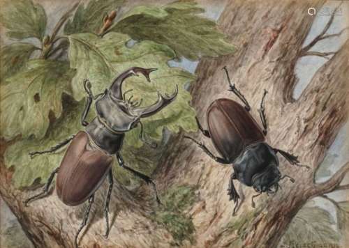 Josef FleischmannMay beetle - Stag beetle Signed lower left and lower right, respectively. Each