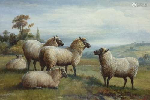 Charles Jones  (1836 - 1892) Oil on canvas Study of Suffolk (?)  sheep on hillside, monogrammed