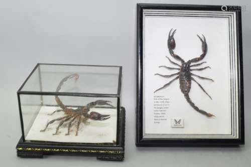 Two Scorpion Taxidermy Displays
