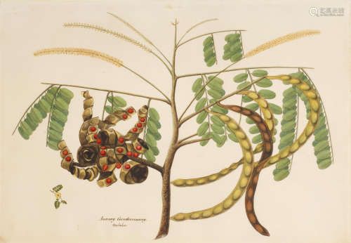 A study of the plant Aunnay Coondoomunny Company School, South India, Malabar, or perhaps Madras, early 19th Century