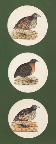 Three studies of birds, perhaps quail, from the collection of Major James Nathaniel Rind Company School, Lucknow, circa 1800