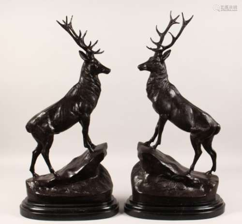 A PAIR OF LARGE BRONZE STAGS, standing on a rock, on marble bases. 29ins high.