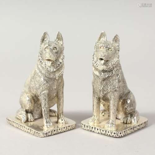 A GOOD PAIR OF HEAVY NOVELTY SILVER PLATE ALSATIAN DOG SALT AND PEPPERS. 2.5ins high.