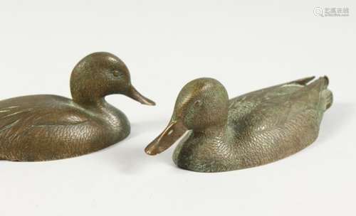 TWO SMALL BRONZE MODELS OF DUCKS, possibly Japanese. 5ins and 5.5ins long.