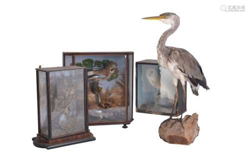 ϒ A collection of Taxidermy