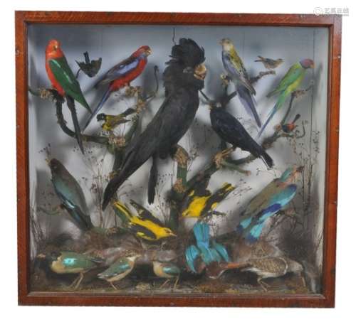 ϒ An oak display case containing a collection of preserved exotic birds