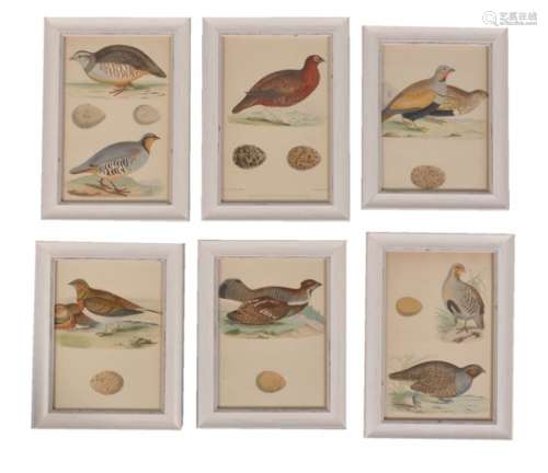 A set of twelve colour lithographs of birds