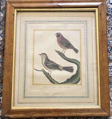 Antique 18th C French Ornithological / Bird Print