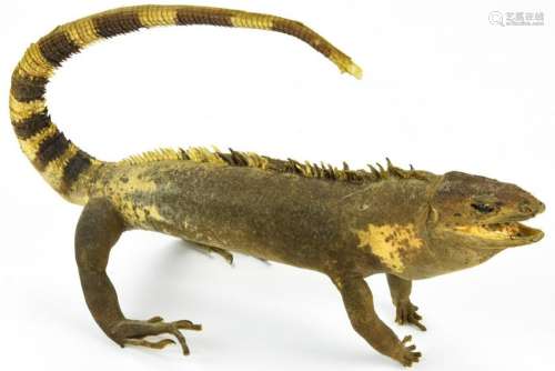 Antique Taxidermy Iguana Specimen