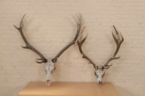 ENSEMBLE DE 2 MASSACRES DE CERFS ANCIENS H : 101 x L : 75 x P : 37 cm H : 120 x L : [...]