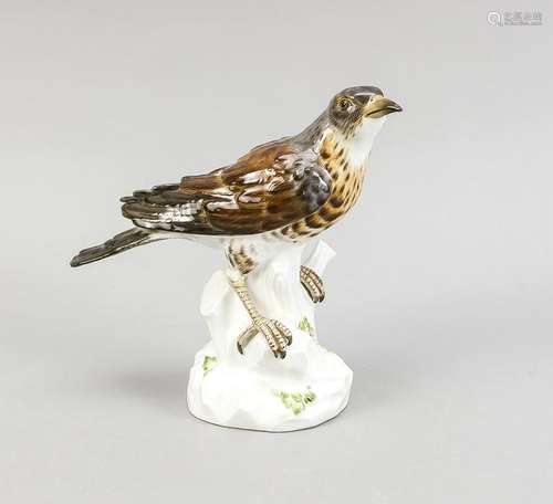 Fieldfare, Meissen,