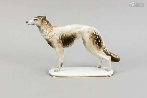 Standing Borzoi, Zeh