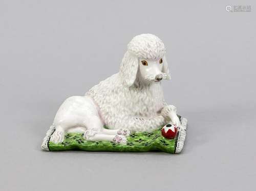 Poodle on a pillow,