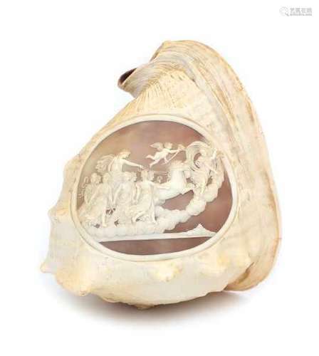 A cameo carved conch shell, depicting Apollo in his sun chariot. 19th century.height 20 cm.- - -29.