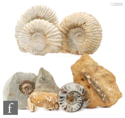 Various fossil including a large ammonite, width 30cm, three other well formed examples, polished