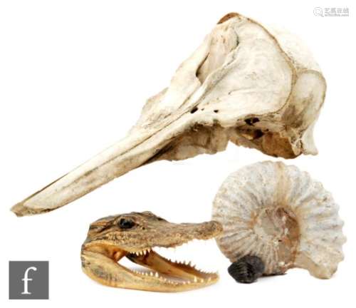 A skull of a dolphin, length 32cm, a head section of a young alligator, a small ammonite and a
