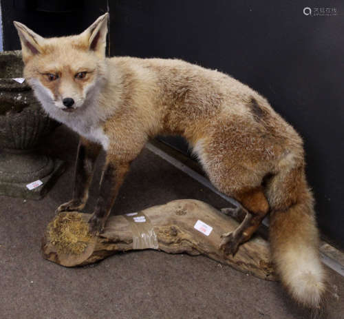 Taxidermy study of a standing fox on a tree trunk stand, 60cm long