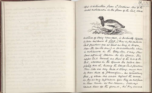 CHAPMAN (ABEL) Naturalist and hunter, grandson of Joseph Crawhall, 1851-1929  Manuscripts for 'Spring-Notes in Norway' and 'Wild Norway'