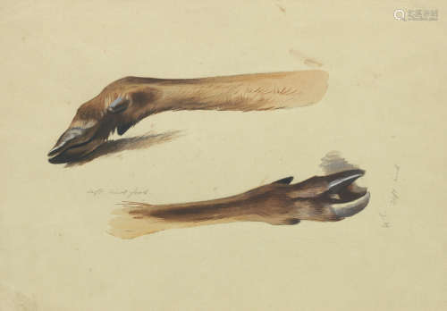ARCHIBALD THORBURN (BRITISH, 1860-1935)Deer Slots, Left Hind Foot
