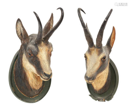 Three 19th century Black Forest life sized head studies of Ibex