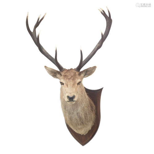 A taxidermy mounted stags head