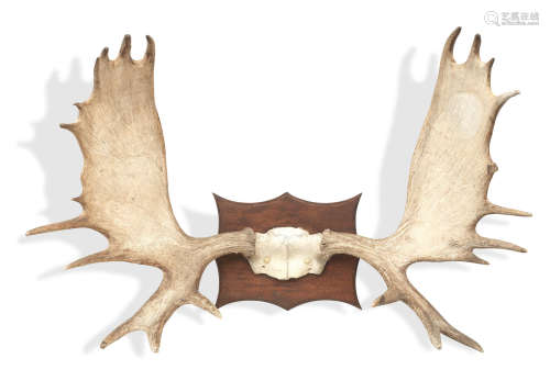 A Set of Record Class American Eastern Moose Antlers Alces Alces Americana