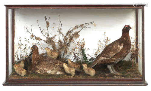 A taxidermy cased display of grouse with chicks