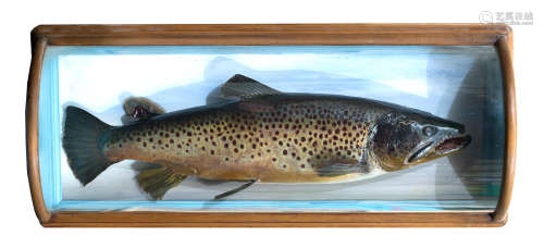 A Malloch cased Ferox brown trout