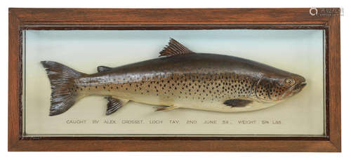 A Scottish cased Ferox Trout